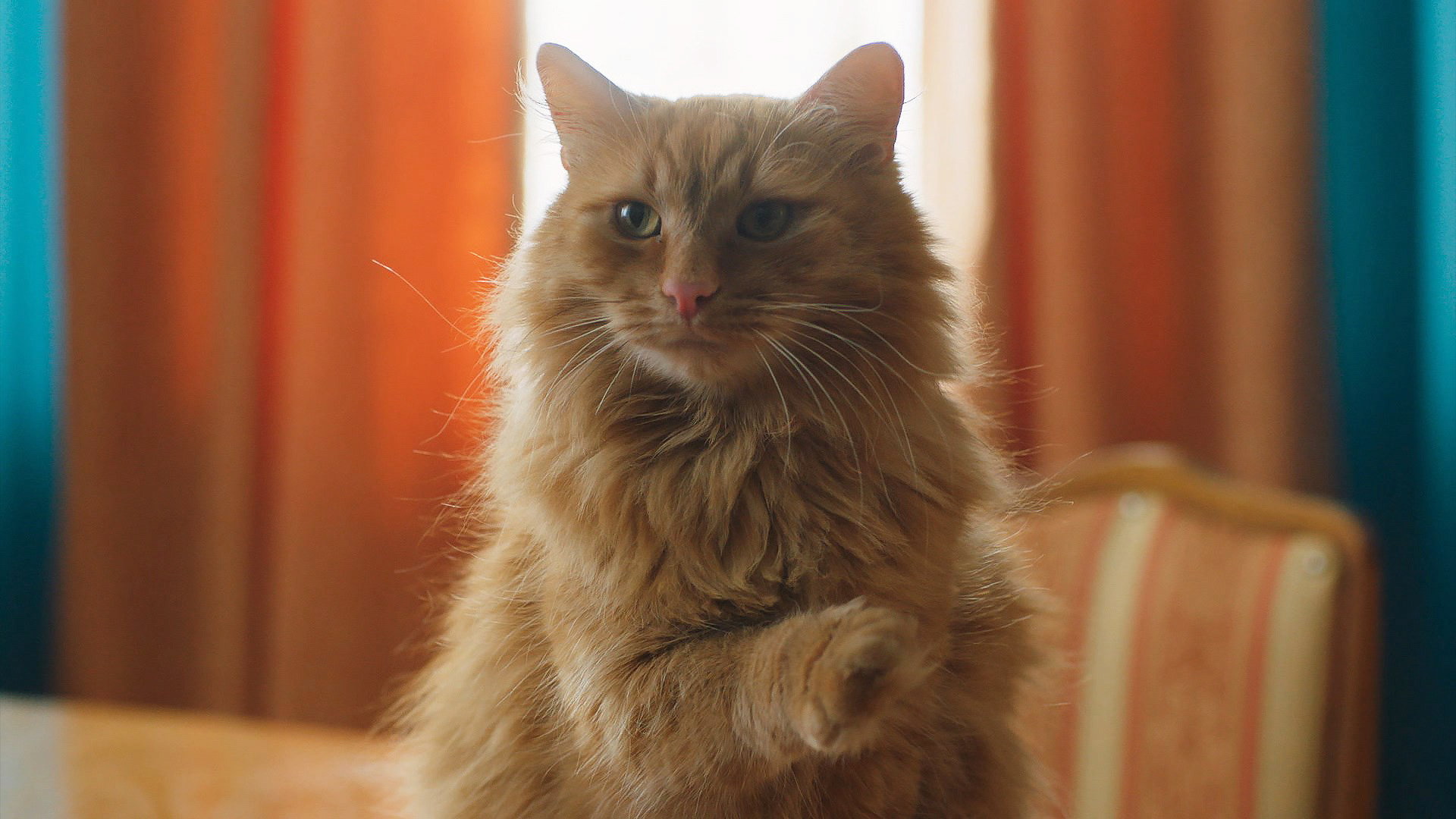 Кот