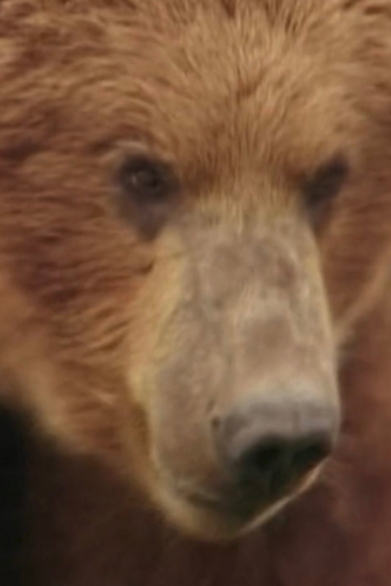 Rowdy the Bear