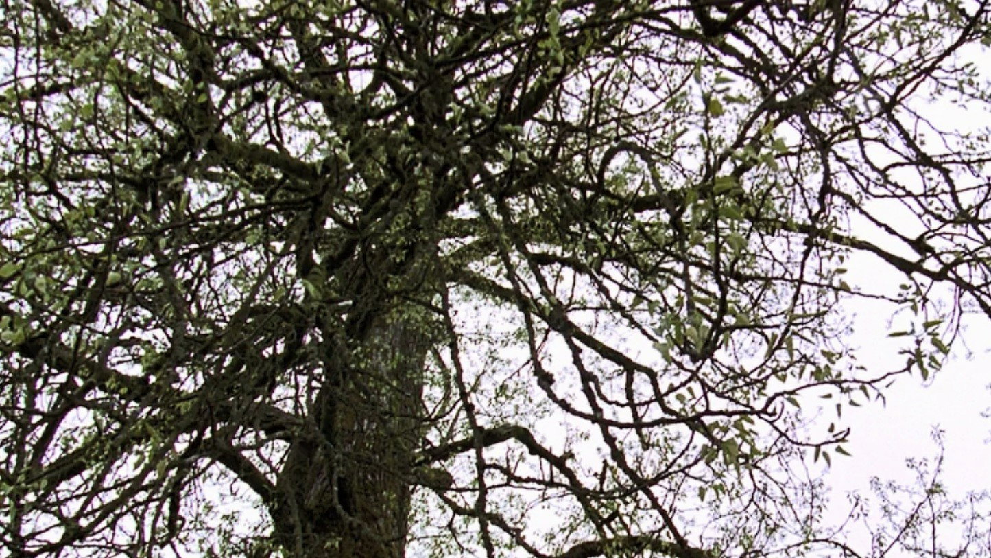 Old Tree