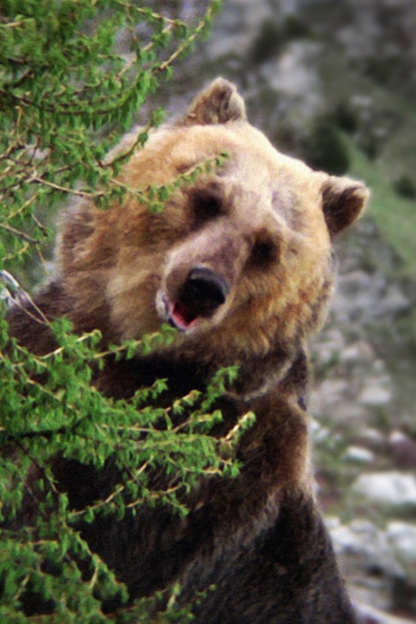 Bozo the Bear
