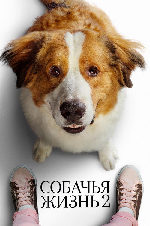 A Dog's Journey
